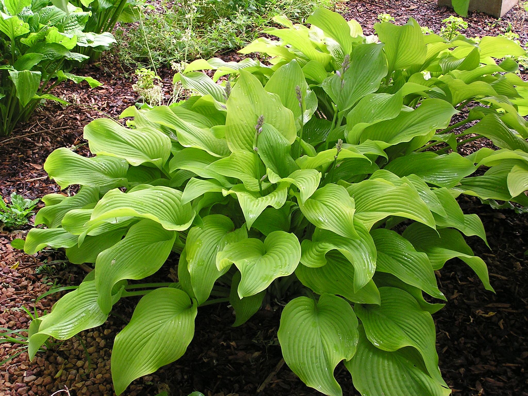 Hosta 'Sun Power'